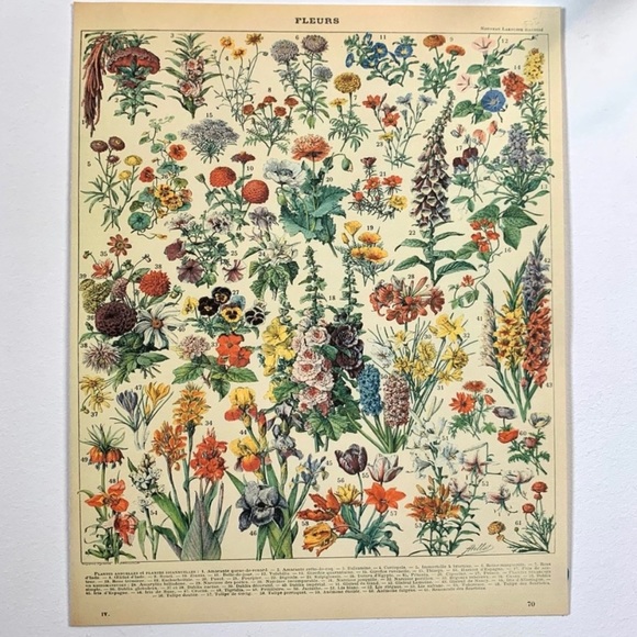 Vintage Scientific "Fleurs" (Flowers) Floral Chart 8x10 5/5 - Picture 1 of 8